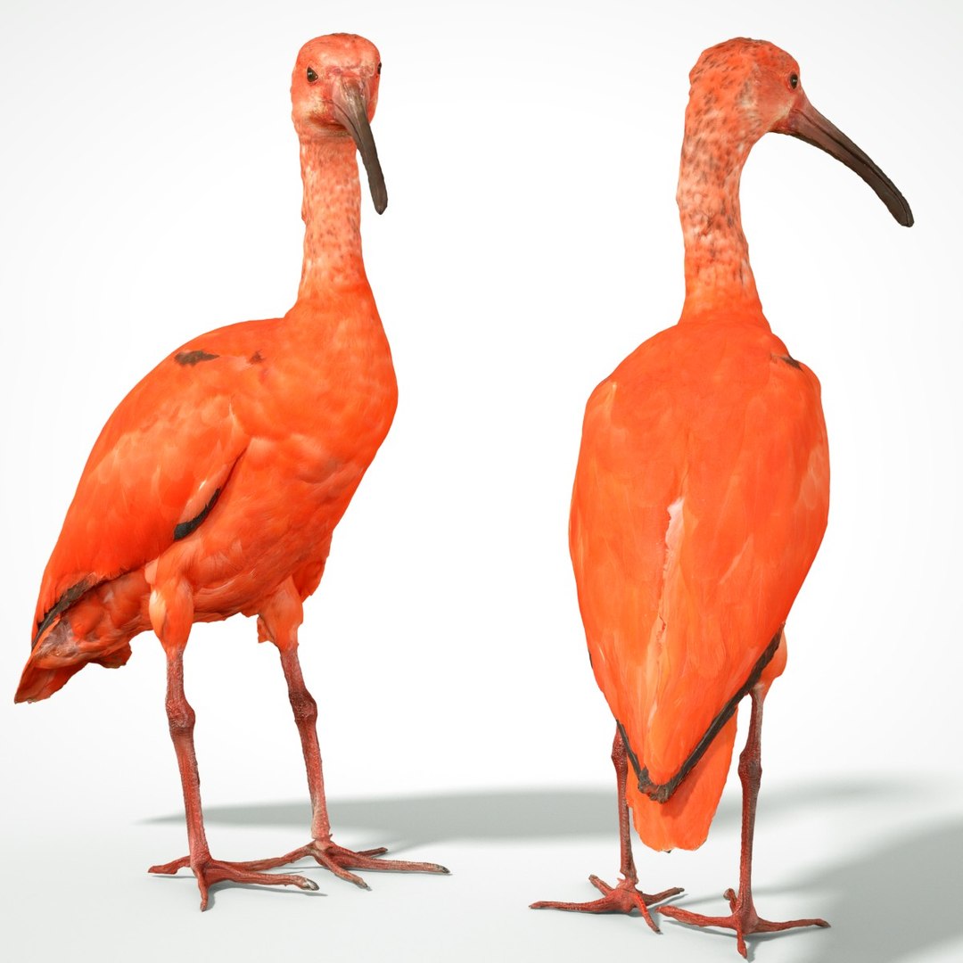 3D animal scanned unity model https://p.turbosquid.com/ts-thumb/mU/QtxkI1/DH3aWt63/rodeibiseudocimusruberlepelaarthreskiornithidaebiologyanimal3dmodelphotogrammetryscantaxidermy188/jpg/1498572510/1920x1080/fit_q87/458e98ccfa44c7ddc1ded26e516ce550d91fb0be/rodeibiseudocimusruberlepelaarthreskiornithidaebiologyanimal3dmodelphotogrammetryscantaxidermy188.jpg