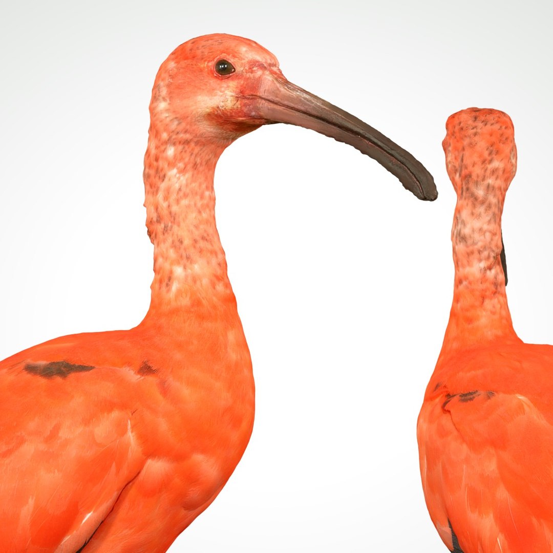 3D animal scanned unity model https://p.turbosquid.com/ts-thumb/mU/QtxkI1/Hpx3kOnQ/rodeibiseudocimusruberlepelaarthreskiornithidaebiologyanimal3dmodelphotogrammetryscantaxidermy136/jpg/1498572510/1920x1080/fit_q87/a5c8f18fa58d33e71e0c5d358bb16c1abf75e9a0/rodeibiseudocimusruberlepelaarthreskiornithidaebiologyanimal3dmodelphotogrammetryscantaxidermy136.jpg