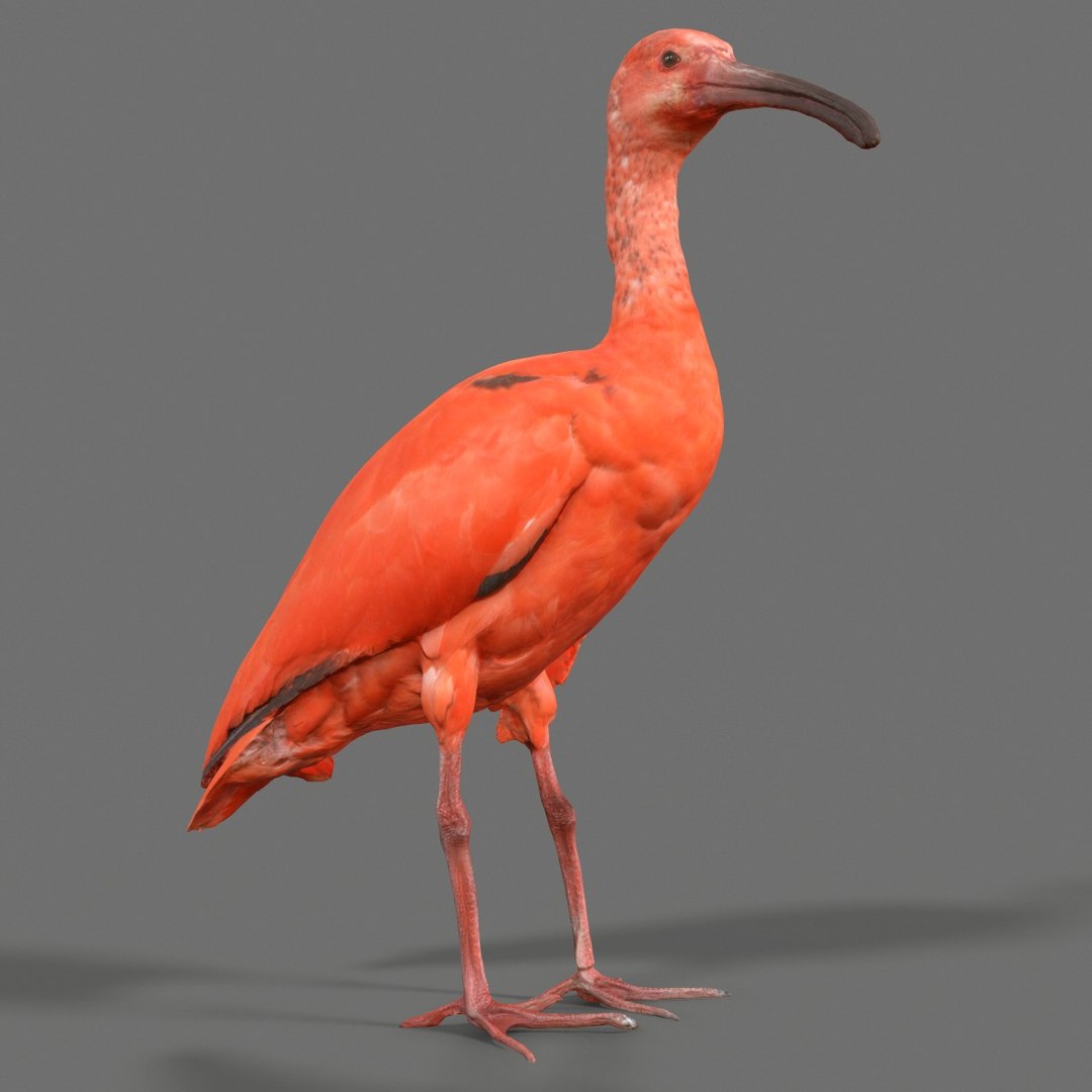 3D Animal Scanned Unity Model - TurboSquid 1171953