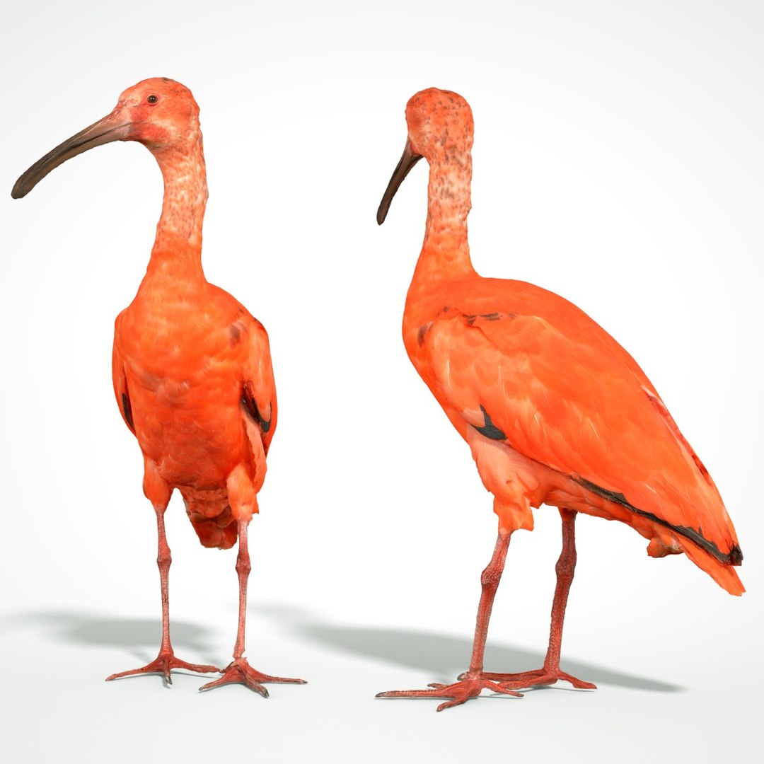 3D animal scanned unity model https://p.turbosquid.com/ts-thumb/mU/QtxkI1/PdrXsVDb/rodeibiseudocimusruberlepelaarthreskiornithidaebiologyanimal3dmodelphotogrammetryscantaxidermy162/jpg/1498572510/1920x1080/fit_q87/d146bb1fc72f90b840a9e477bfe849b2b5f306f8/rodeibiseudocimusruberlepelaarthreskiornithidaebiologyanimal3dmodelphotogrammetryscantaxidermy162.jpg
