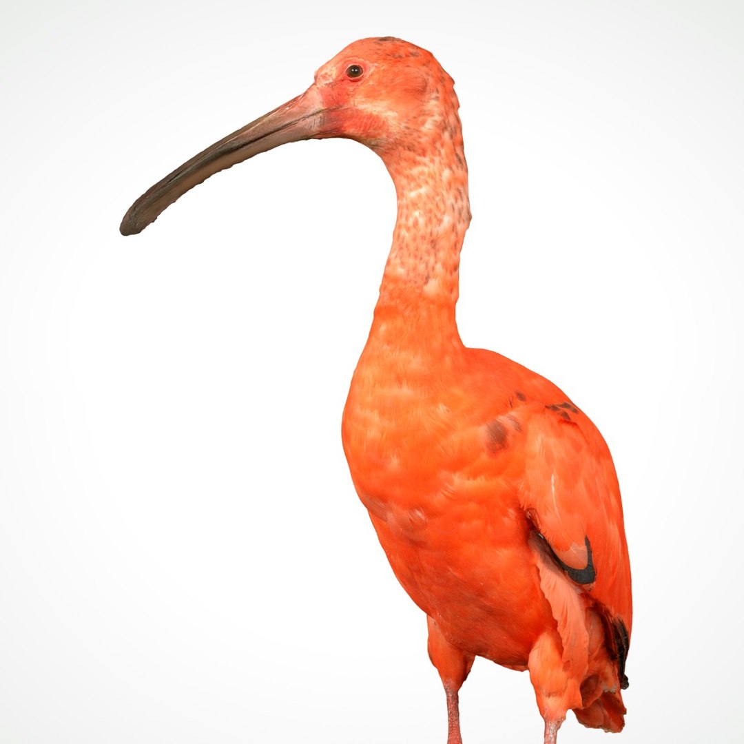 3D animal scanned unity model https://p.turbosquid.com/ts-thumb/mU/QtxkI1/Raajd0S9/rodeibiseudocimusruberlepelaarthreskiornithidaebiologyanimal3dmodelphotogrammetryscantaxidermy110/jpg/1498572511/1920x1080/fit_q87/6c8ced8c8f1800b75e76ad315b7b2e77780c94ea/rodeibiseudocimusruberlepelaarthreskiornithidaebiologyanimal3dmodelphotogrammetryscantaxidermy110.jpg
