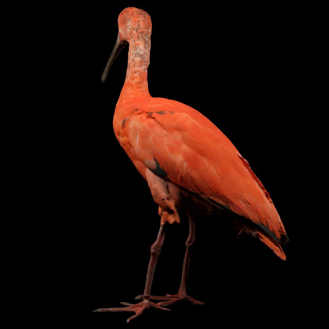 3D animal scanned unity model https://p.turbosquid.com/ts-thumb/mU/QtxkI1/V5FMV5Zk/rodeibiseudocimusruberlepelaarthreskiornithidaebiologyanimal3dmodelphotogrammetryscanscanned089/jpg/1498572510/1920x1080/fit_q87/4538957c268d84812d310d829899d230fafc585d/rodeibiseudocimusruberlepelaarthreskiornithidaebiologyanimal3dmodelphotogrammetryscanscanned089.jpg
