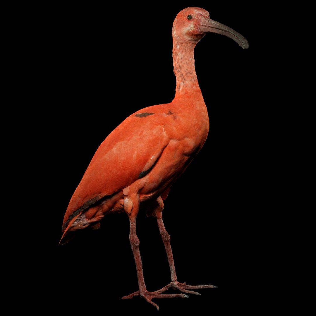 3D animal scanned unity model https://p.turbosquid.com/ts-thumb/mU/QtxkI1/lnkUMo0B/rodeibiseudocimusruberlepelaarthreskiornithidaebiologyanimal3dmodelphotogrammetryscanscanned063/jpg/1498572510/1920x1080/fit_q87/238919c03ca7250d6bb55272aae99c2e7ffa7ede/rodeibiseudocimusruberlepelaarthreskiornithidaebiologyanimal3dmodelphotogrammetryscanscanned063.jpg