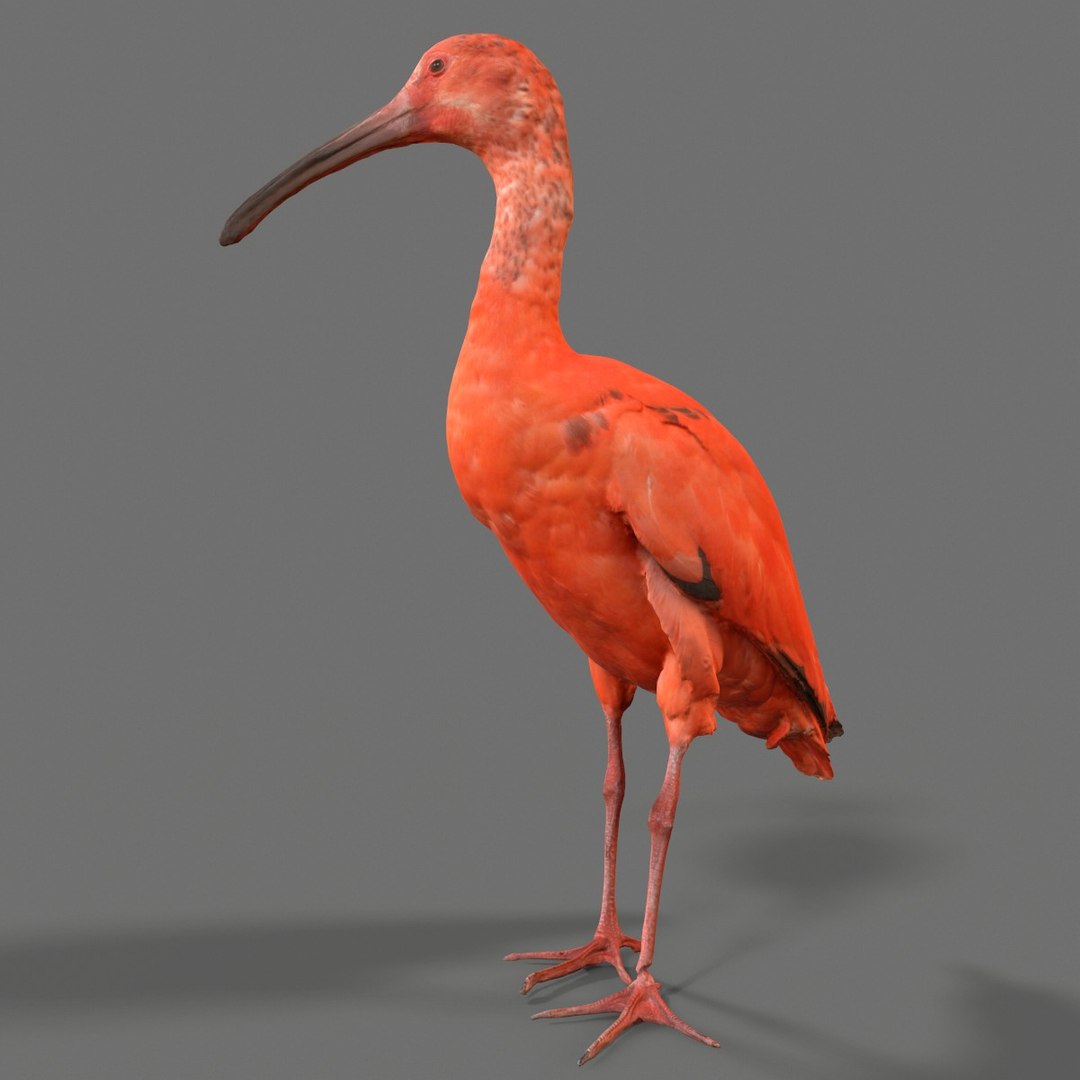 3D Animal Scanned Unity Model - TurboSquid 1171953