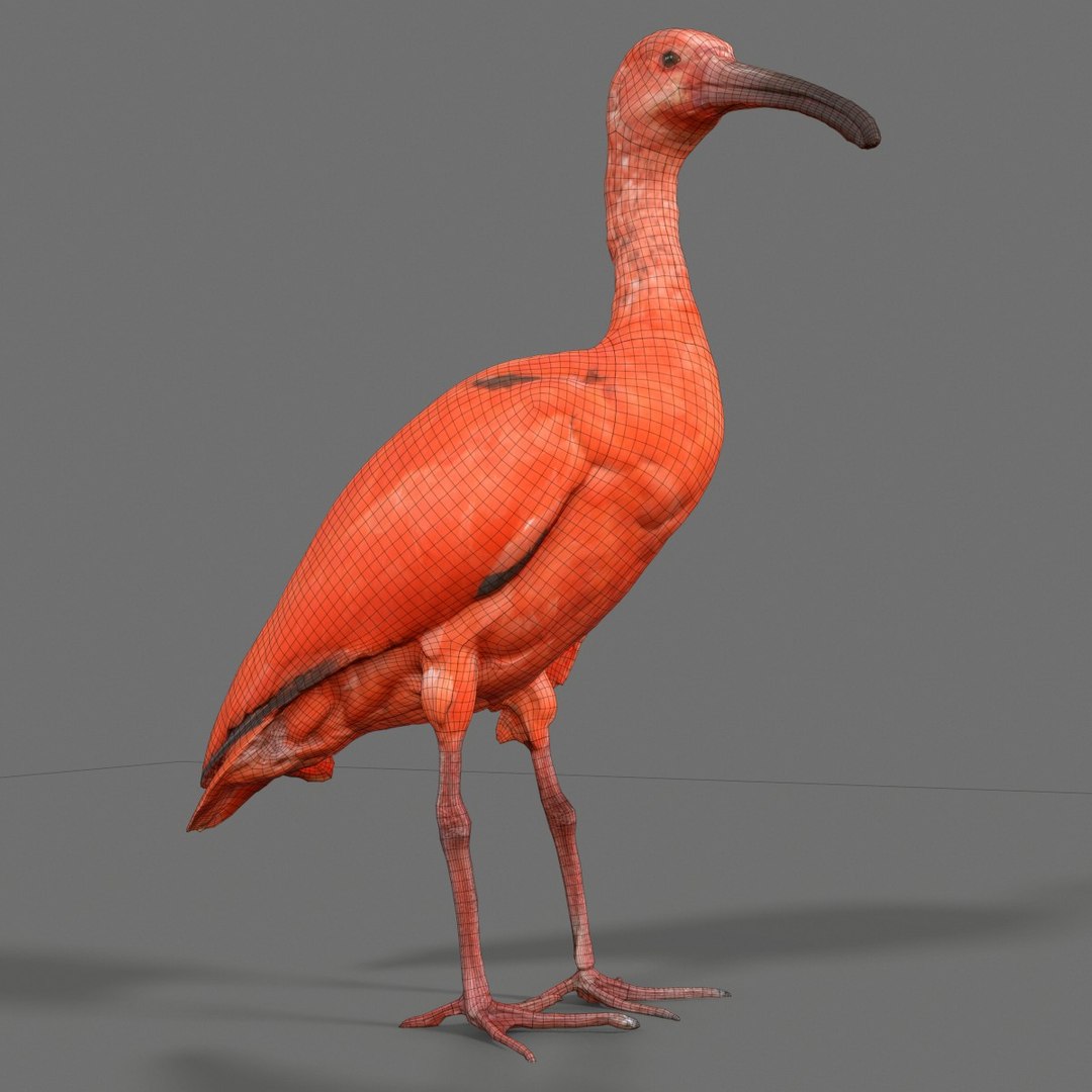 3D animal scanned unity model https://p.turbosquid.com/ts-thumb/mU/QtxkI1/spPkNEfO/rodeibiseudocimusruberlepelaarthreskiornithidaebiologyanimal3dmodelphotogrammetryscantaxidermy027/jpg/1498572511/1920x1080/fit_q87/517ab1344a9bb7aa711f6f3096000e59933f1575/rodeibiseudocimusruberlepelaarthreskiornithidaebiologyanimal3dmodelphotogrammetryscantaxidermy027.jpg