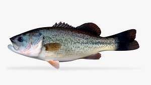 large mouth bass model
