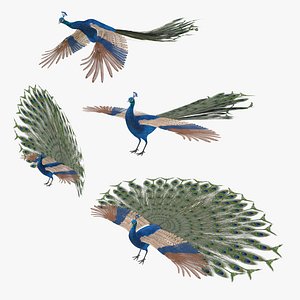 Peacock Peafowl Bird Rigged