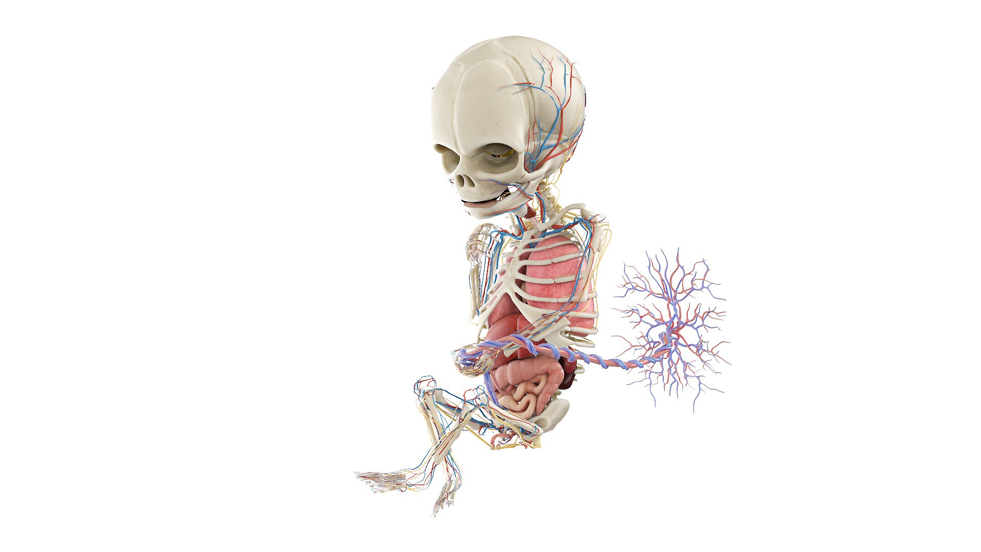 Fetus Anatomy Week 19 Animated 3D model https://p.turbosquid.com/ts-thumb/mU/ZcazjR/DP/fetus_week18f_anatomy0000/jpg/1636014405/1920x1080/fit_q87/1743dc0efd39c190514791f3a67b5f9ec05c8cfd/fetus_week18f_anatomy0000.jpg