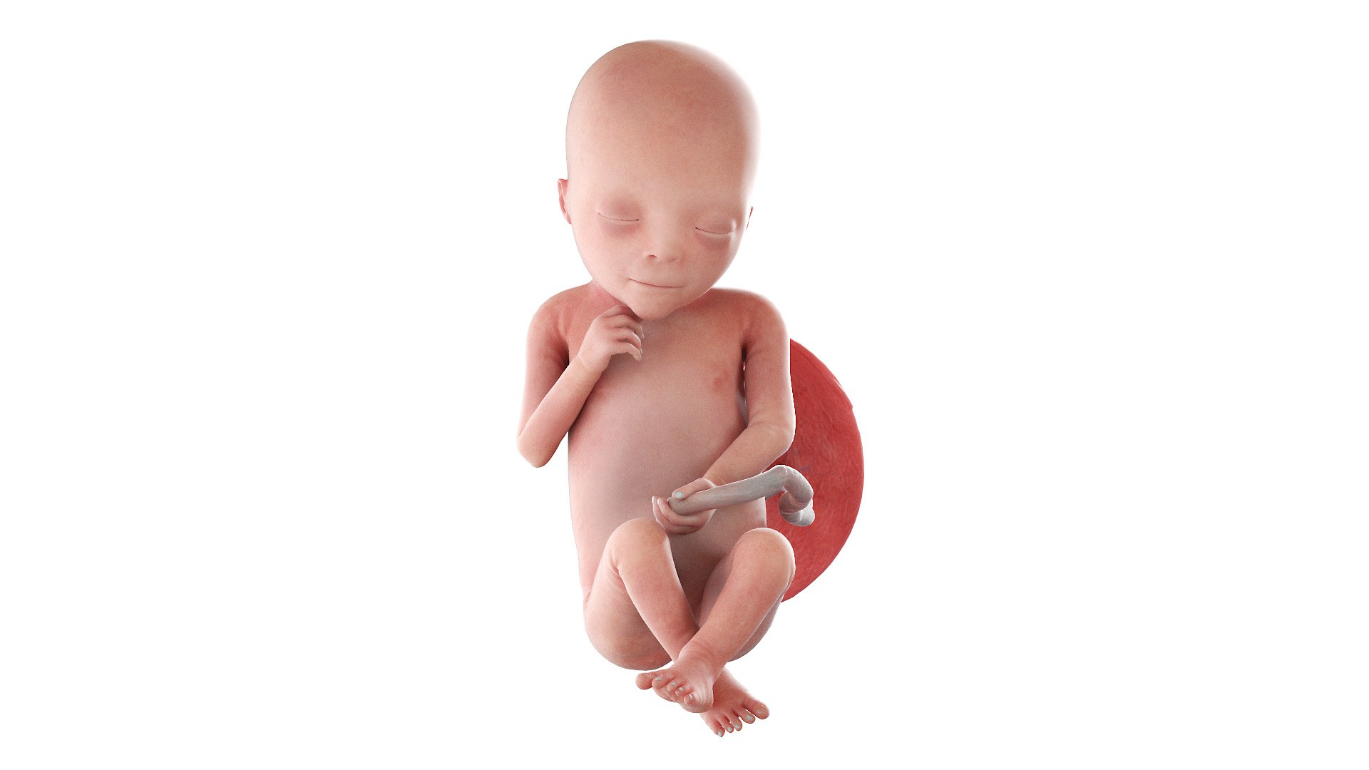 Fetus Anatomy Week 19 Animated 3D model https://p.turbosquid.com/ts-thumb/mU/ZcazjR/T9/fetus_week18f0004/jpg/1636014344/1920x1080/fit_q87/f36d61d9d394e1255870a68d99f4269fe8d3a3f2/fetus_week18f0004.jpg