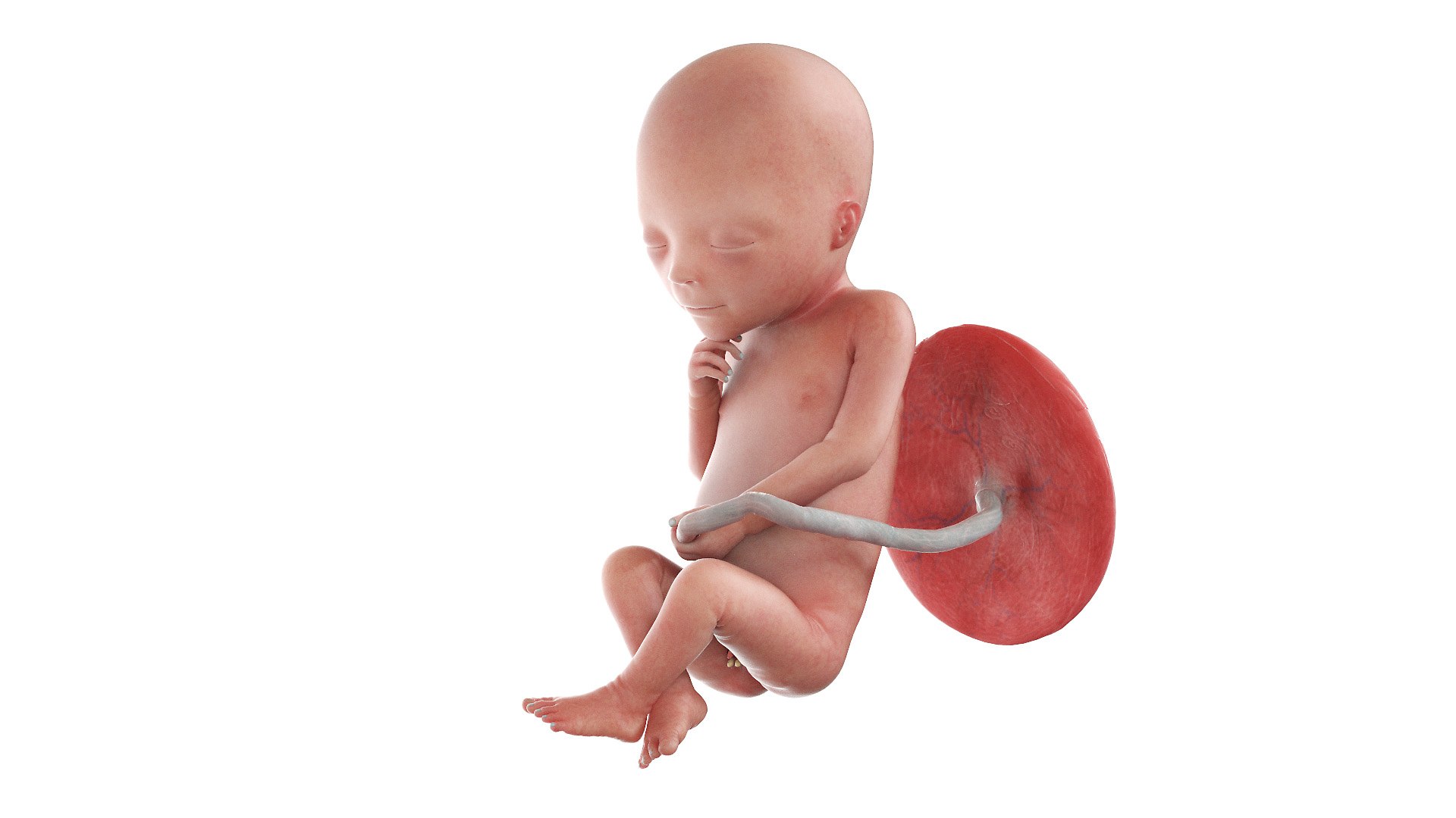 Fetus Anatomy Week 19 Animated 3D model https://p.turbosquid.com/ts-thumb/mU/ZcazjR/ZE/fetus_week18f0000/jpg/1636014345/1920x1080/fit_q87/46444e2419542104b727de2d5572fd2ba2900015/fetus_week18f0000.jpg