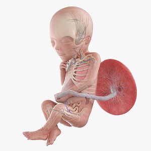 Fetus Anatomy Week 19 Animated 3D model