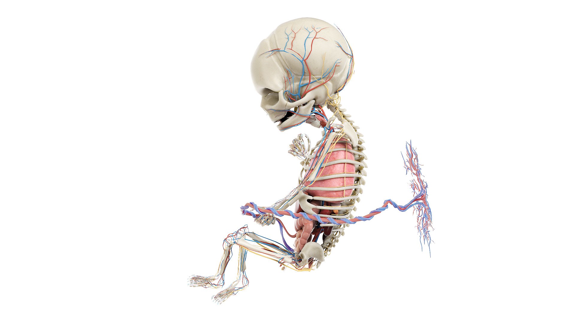 Fetus Anatomy Week 19 Animated 3D model https://p.turbosquid.com/ts-thumb/mU/ZcazjR/qQ/fetus_week18f_anatomy0001/jpg/1636014405/1920x1080/fit_q87/452a495d67ddd308fd1a75a6ac3b2489054958d1/fetus_week18f_anatomy0001.jpg