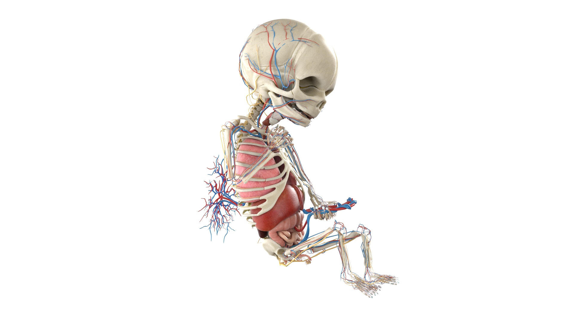 Fetus Anatomy Week 19 Animated 3D model https://p.turbosquid.com/ts-thumb/mU/ZcazjR/xB/fetus_week18f_anatomy_turntable/jpg/1636014251/1920x1080/turn_fit_q99/8ccc372dd23536c9eccad7fb5c6e6d5a7394401a/fetus_week18f_anatomy_turntable-1.jpg