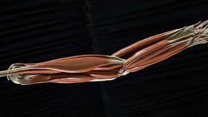 Elbow with Muscles and Ligaments 3D model
