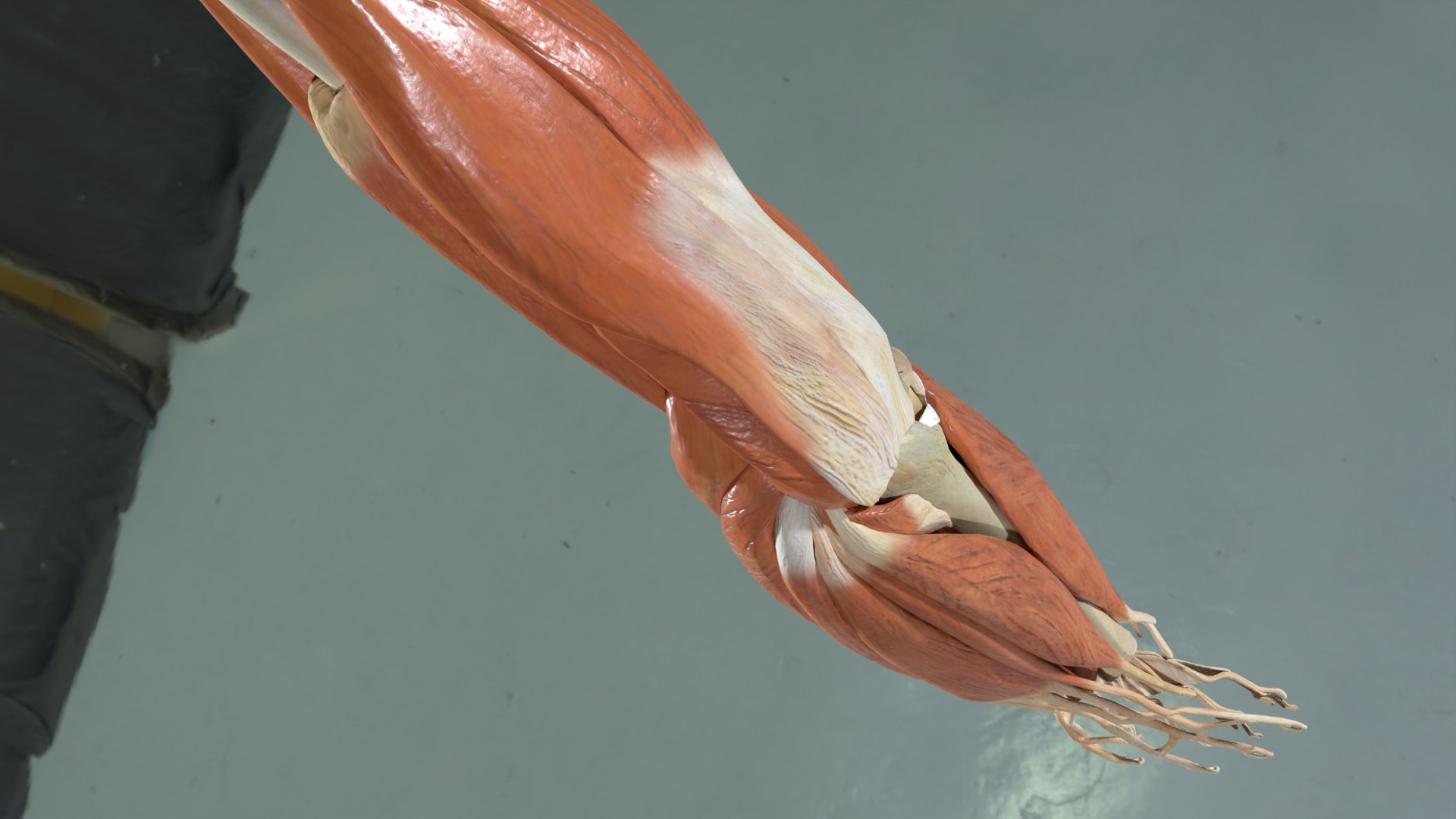 Elbow With Muscles And Ligaments 3D Model - TurboSquid 1814854