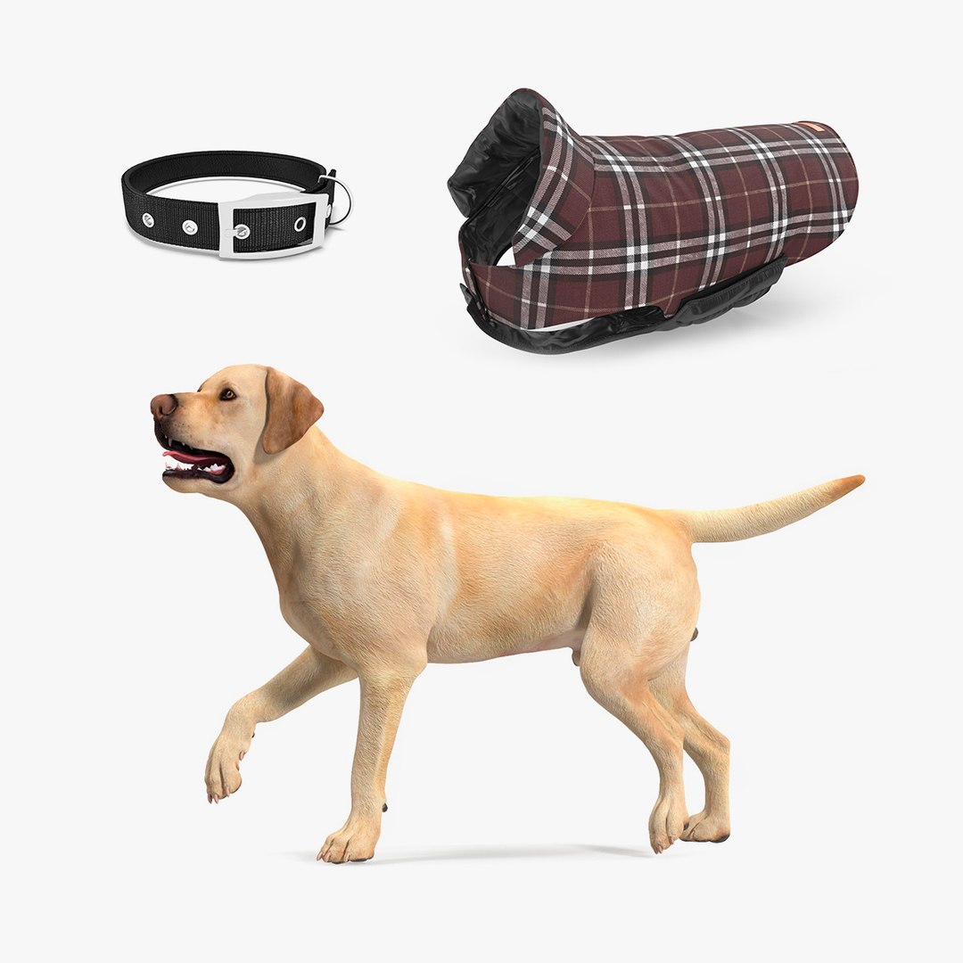 Labrador Dog with Companion Equipment Collection 3D model preview