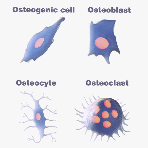 bone cell model