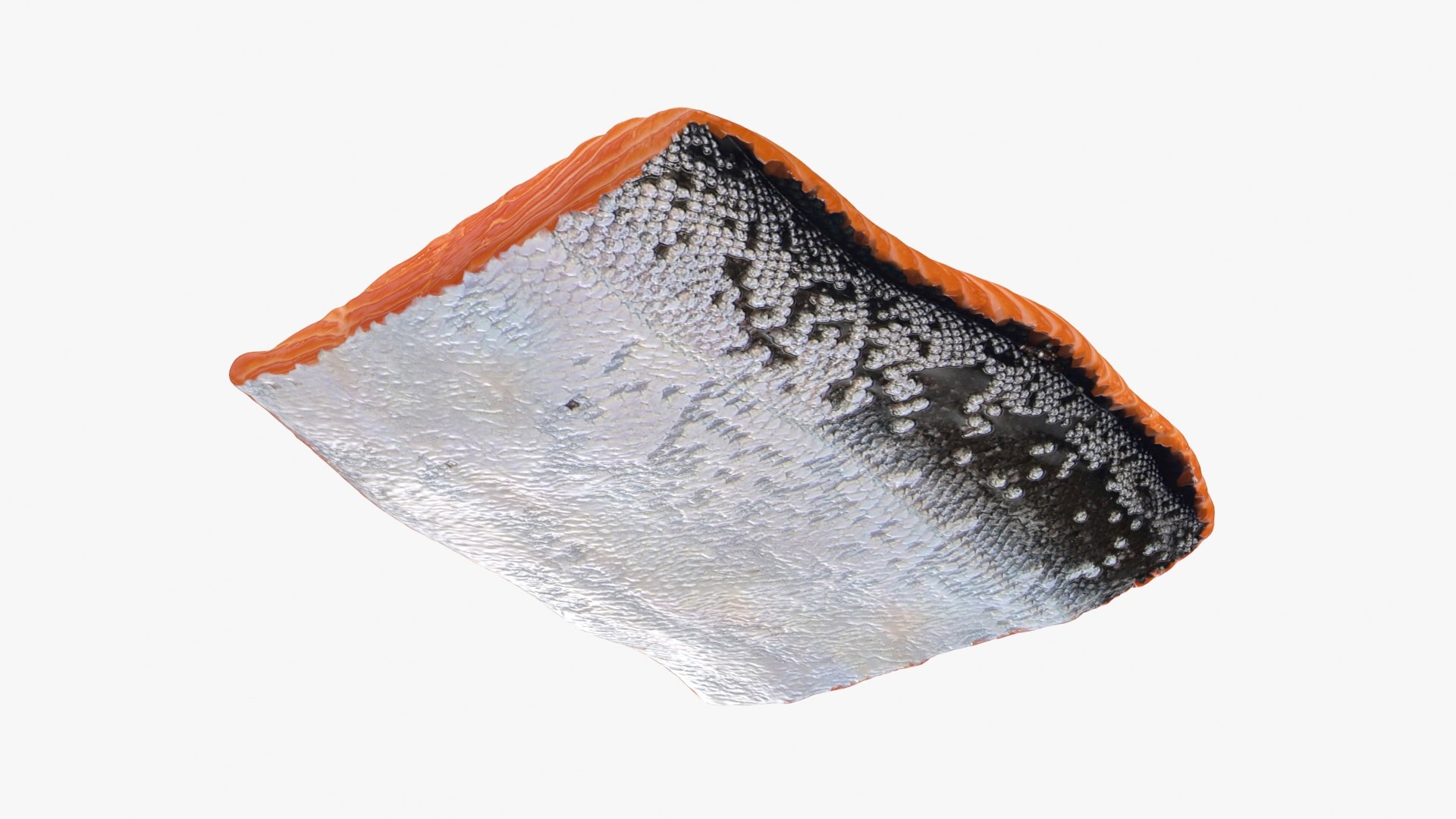 3D Salmon Fillet 02 https://p.turbosquid.com/ts-thumb/mU/s14aog/sZ/salmonfilletv2_b0018/jpg/1727198925/1920x1080/fit_q87/774babaf280453de324c2dca14f234cc83525f1b/salmonfilletv2_b0018.jpg
