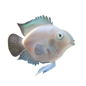 Blood Parrot Cichlid 3D