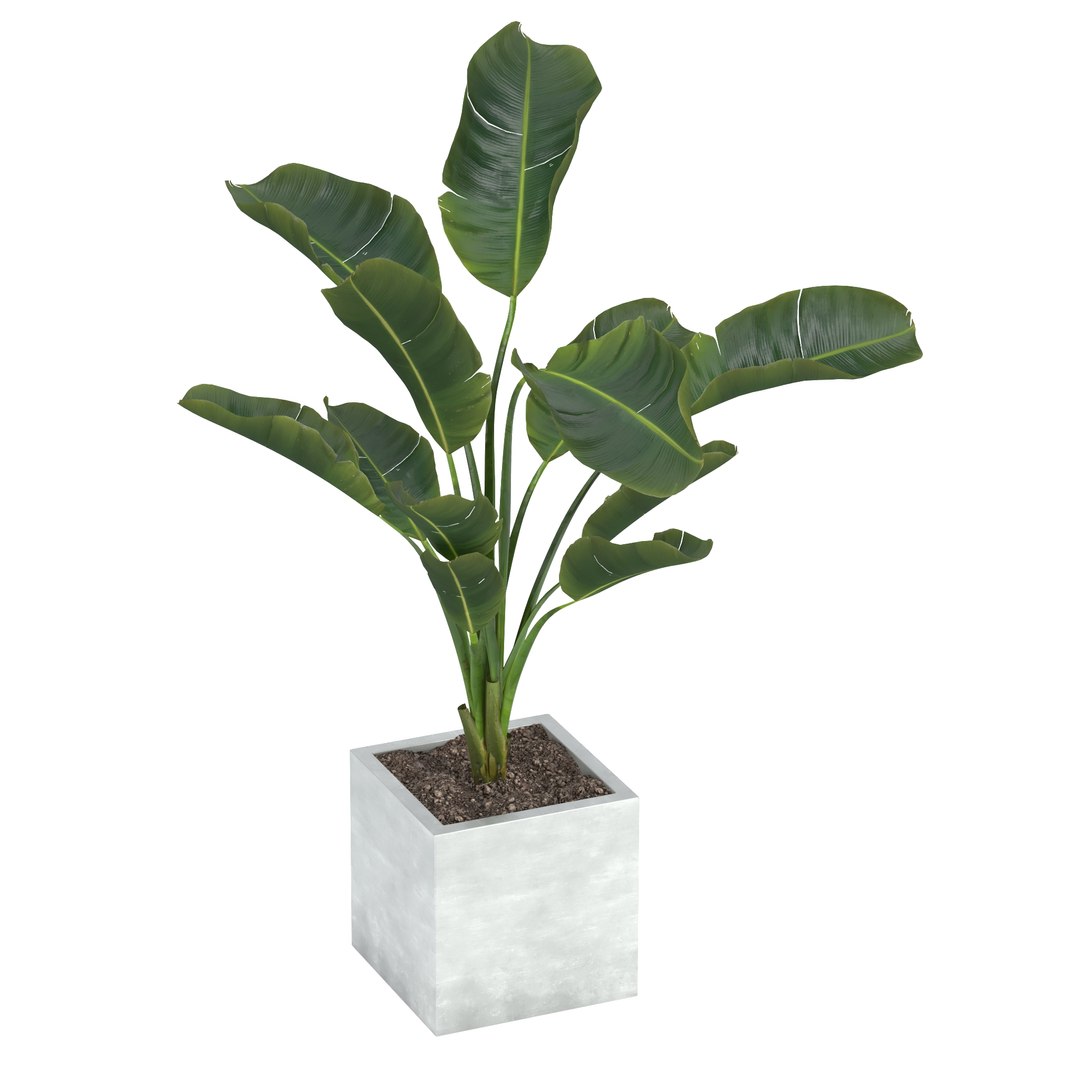 Strelitzia Nicolai 3D Model - TurboSquid 1593568