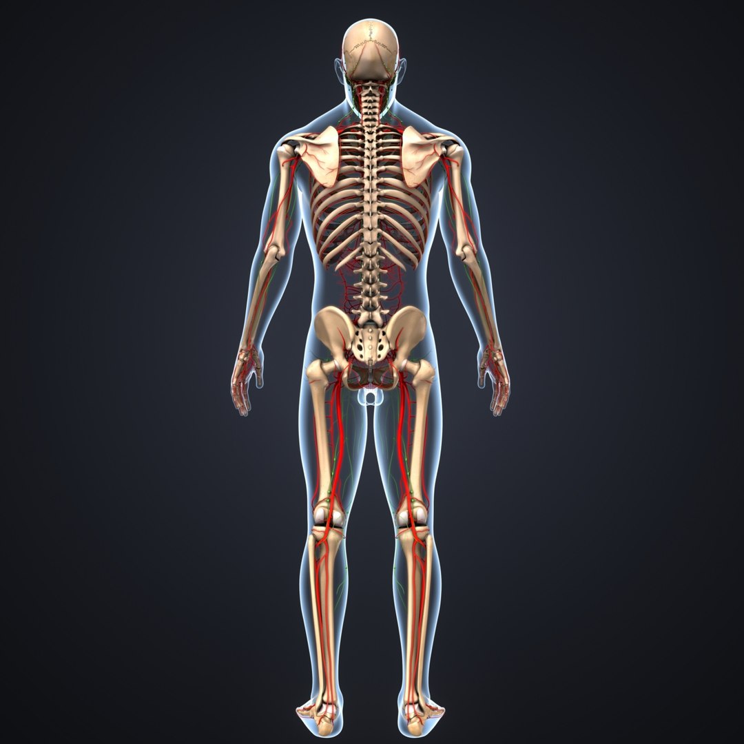 Skeleton body arteries lymph model - TurboSquid 1217438