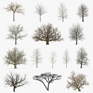 winter trees 5 3D model