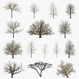 Winter Trees Collection 5