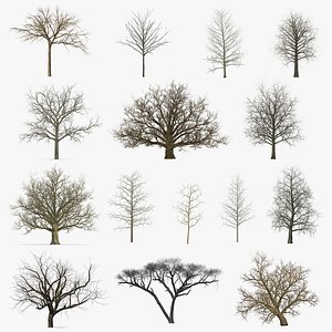 Winter Trees Collection 5
