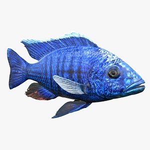 3D Sciaenochromis Cichlid Fish