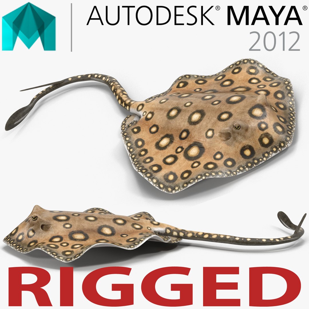 River Stingray Rigged for Maya 3D model preview