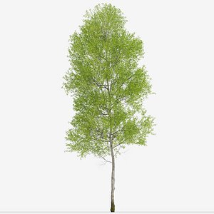 Set of European aspen or Populus tremula Trees - 2 Trees