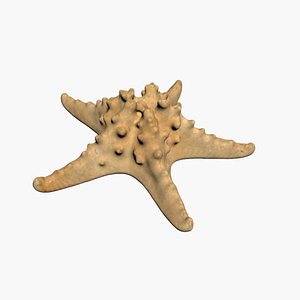 3D Starfish 3D Scan model