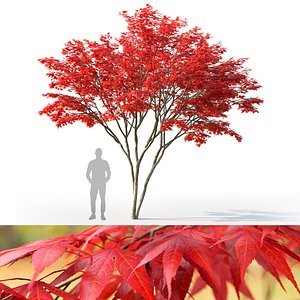 Acer palmatum 03 3D model