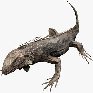 Iguana Reptile Animated