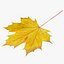 3D autumn leaf