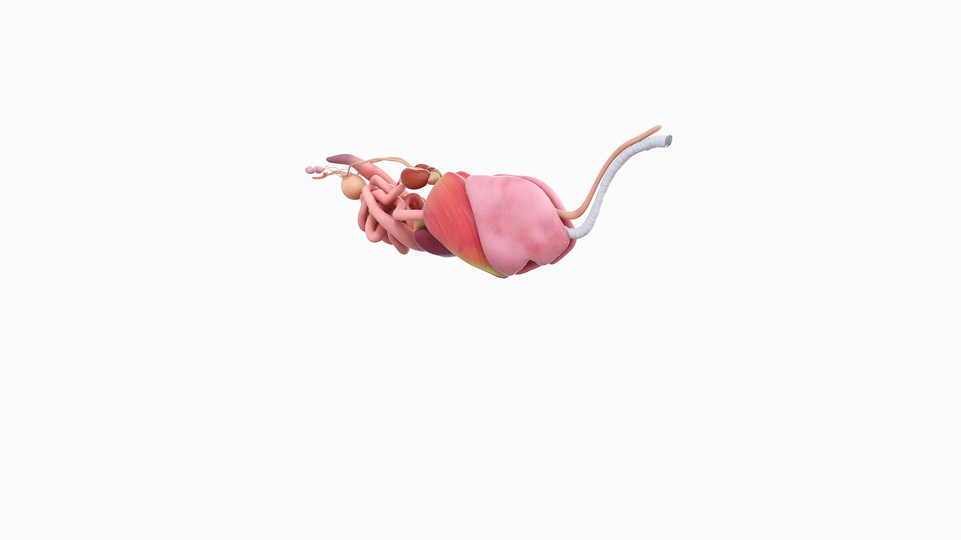 cat anatomy static model https://p.turbosquid.com/ts-thumb/mV/pXTZWA/8u/cat_anatomy_organs0000/jpg/1613637252/1920x1080/fit_q87/f0f1b247737aa6ab749f3e49ca56970104705011/cat_anatomy_organs0000.jpg