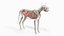 Full Cat Anatomy Static