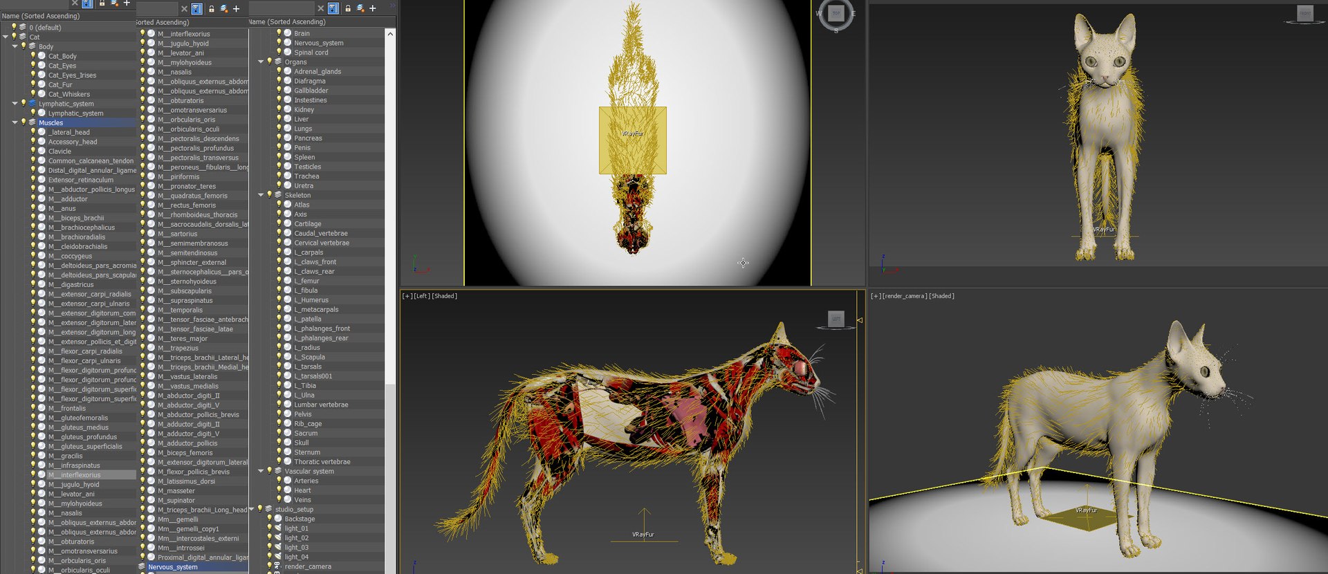 cat anatomy static model https://p.turbosquid.com/ts-thumb/mV/pXTZWA/Iw/objects/jpg/1613644278/1920x1080/fit_q87/581413b0ac0a324dbc77214ba30a47fe569eb035/objects.jpg
