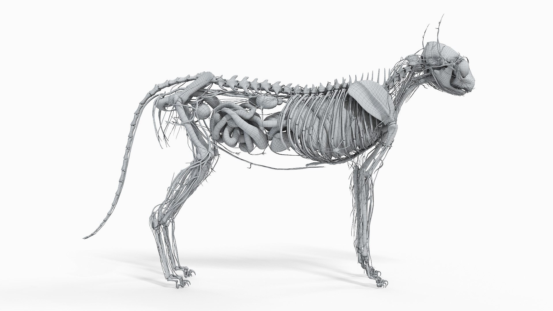 cat anatomy static model https://p.turbosquid.com/ts-thumb/mV/pXTZWA/PV/cat_body_wire3f0001/jpg/1613637648/1920x1080/fit_q87/f3ab9c118e8a9dcca53b2db738595f2c14296e7e/cat_body_wire3f0001.jpg