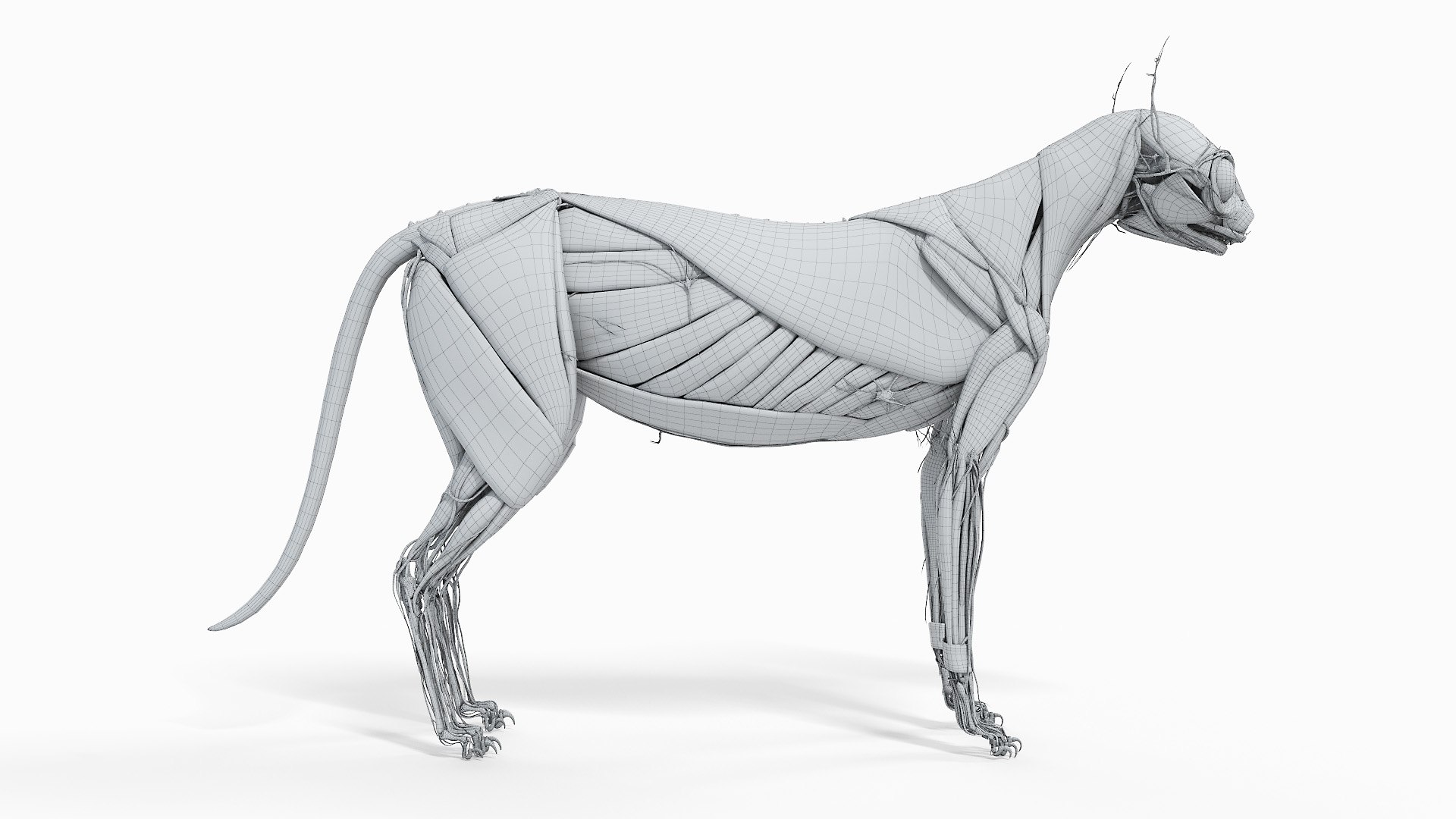 cat anatomy static model https://p.turbosquid.com/ts-thumb/mV/pXTZWA/SY/cat_body_wire2f0001/jpg/1613637553/1920x1080/fit_q87/d71decacb431c1cfc5e9917ee2c766e0d640dbf8/cat_body_wire2f0001.jpg