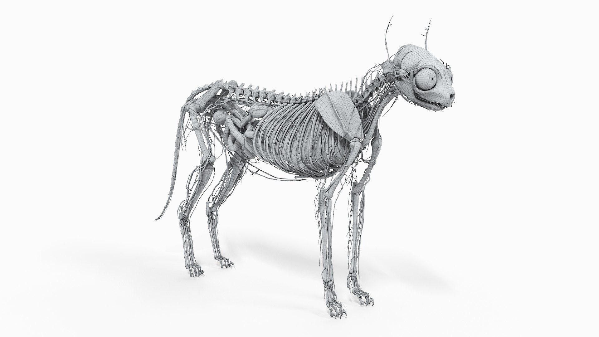 cat anatomy static model https://p.turbosquid.com/ts-thumb/mV/pXTZWA/iE/cat_body_wire3f0000/jpg/1613637649/1920x1080/fit_q87/a5a7ee2cb447d5875b78a3b5575c1d99d74d88ae/cat_body_wire3f0000.jpg