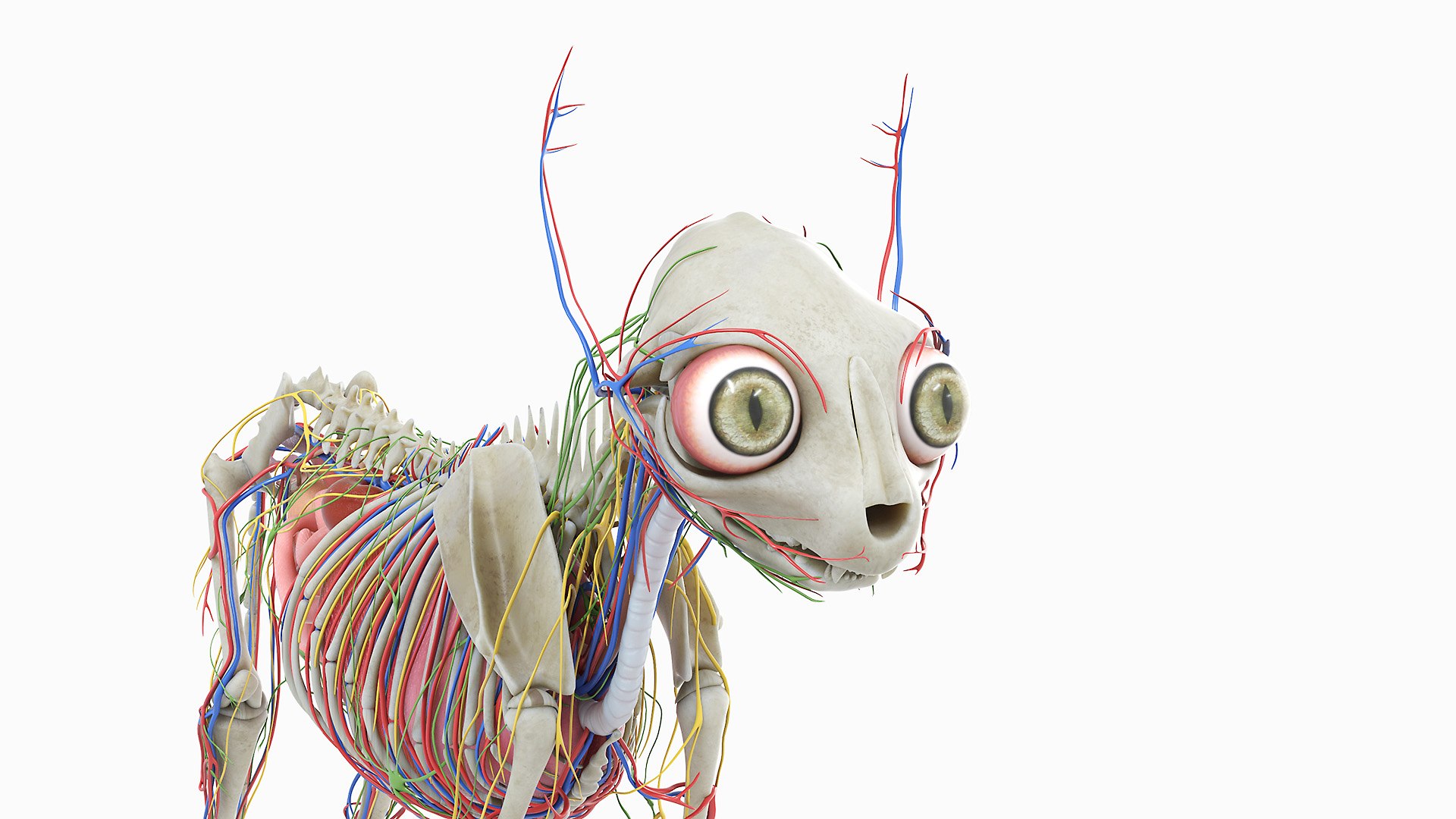 cat anatomy static model https://p.turbosquid.com/ts-thumb/mV/pXTZWA/qx/cat_anatomy_3f0004/jpg/1613636056/1920x1080/fit_q87/da02bb8117f285107f344b4f965a7969ab55cf38/cat_anatomy_3f0004.jpg
