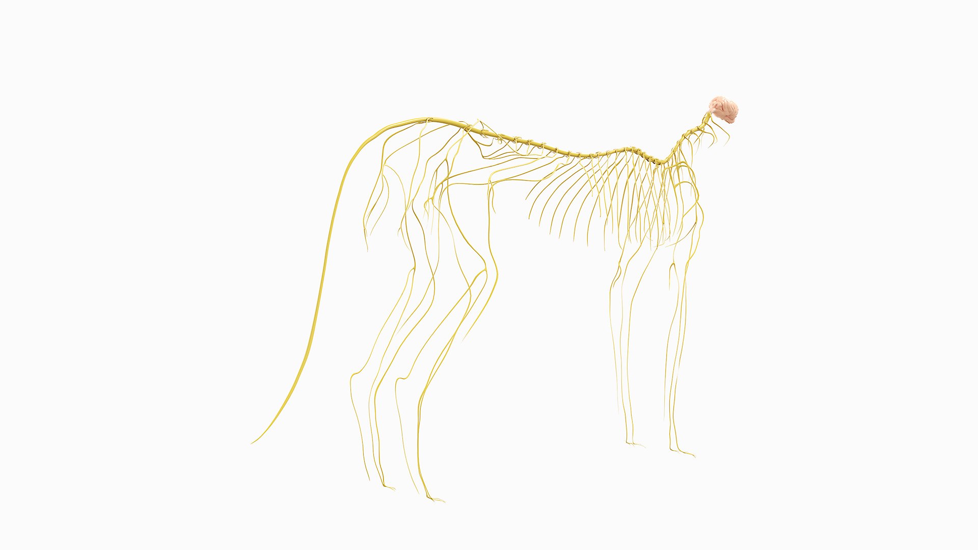 cat anatomy static model https://p.turbosquid.com/ts-thumb/mV/pXTZWA/wP/cat_anatomy_nerves0002/jpg/1613636165/1920x1080/fit_q87/d304e31b2d5867cbf76805e25b869424847a5921/cat_anatomy_nerves0002.jpg