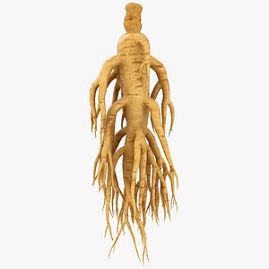 Ginseng 02 model