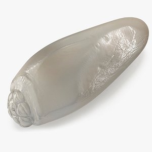 Human Head Louse Egg 3D model