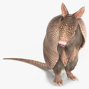 Armadillo in Hind Legs Pose Pink Fur