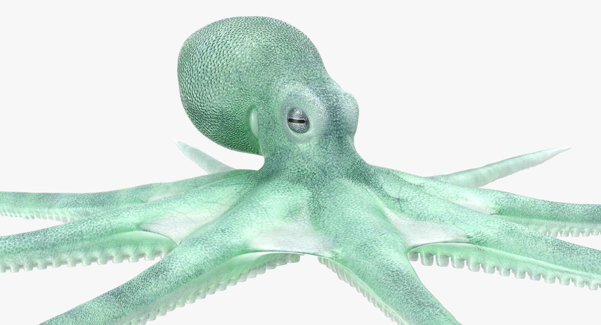 Blue Octopus 3D Model 3D model preview