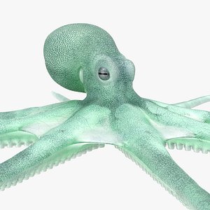 blue octopus 3D model