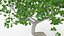 Bonsai Tree