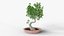 Bonsai Tree